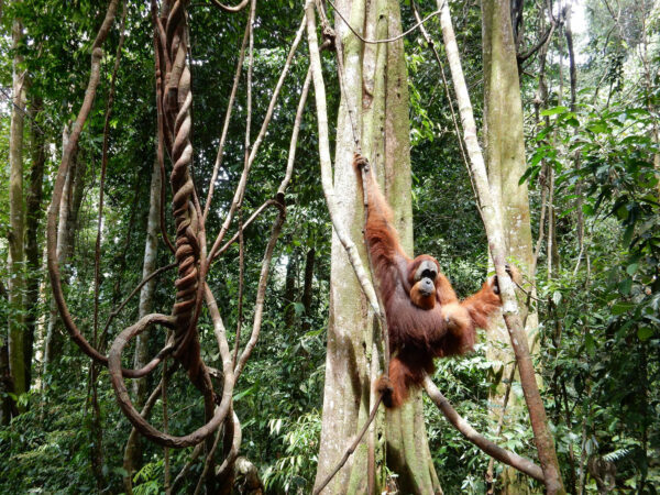 orangutan_trekking_sumatra_