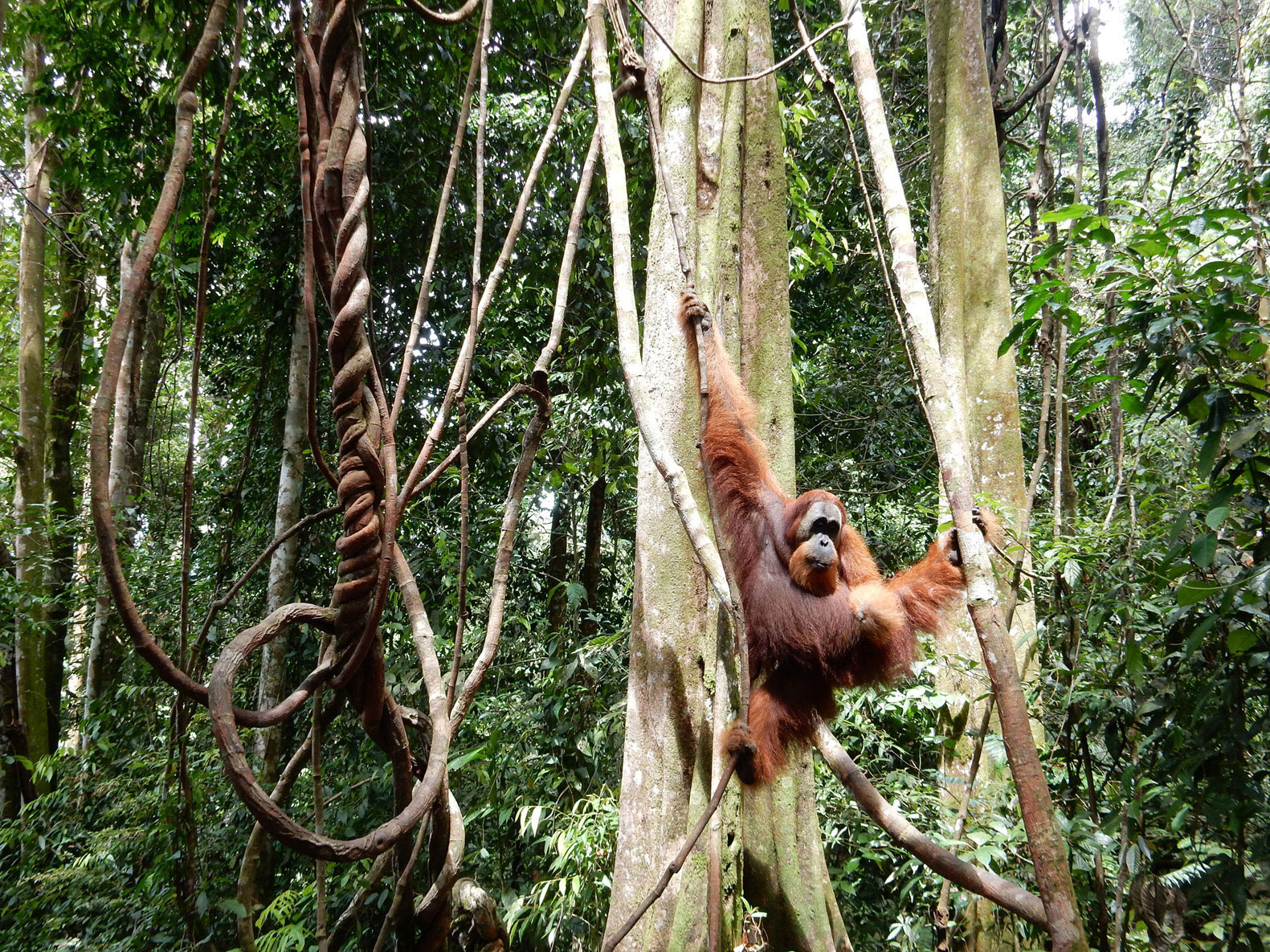 1 week route through Sumatra