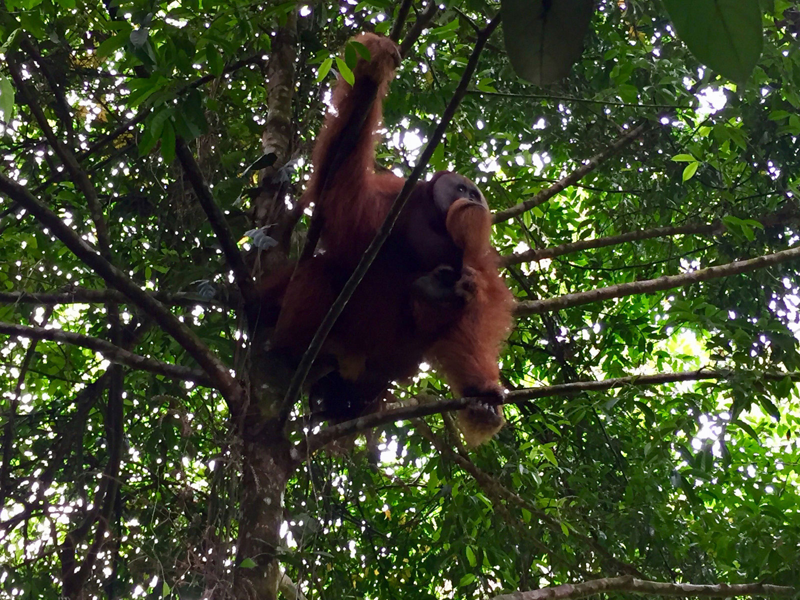 Jungle trekking on Sumatra