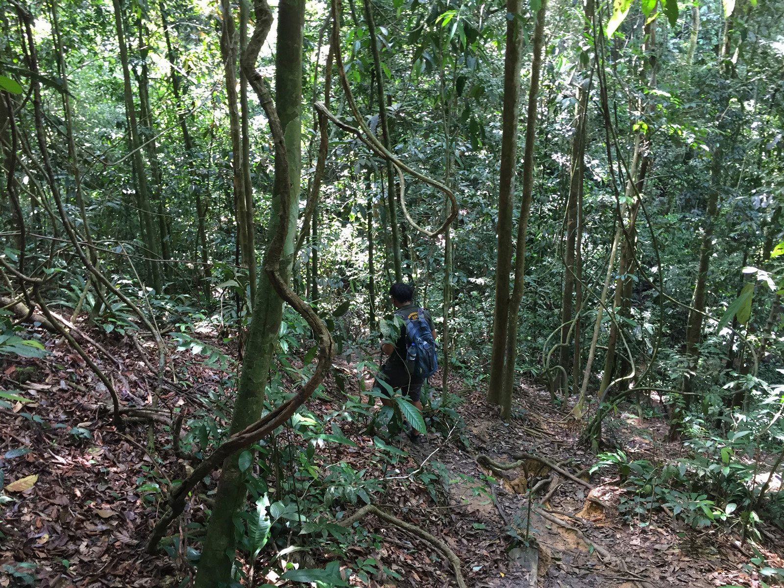 jungle trekking Bukit Lawang Sumatra