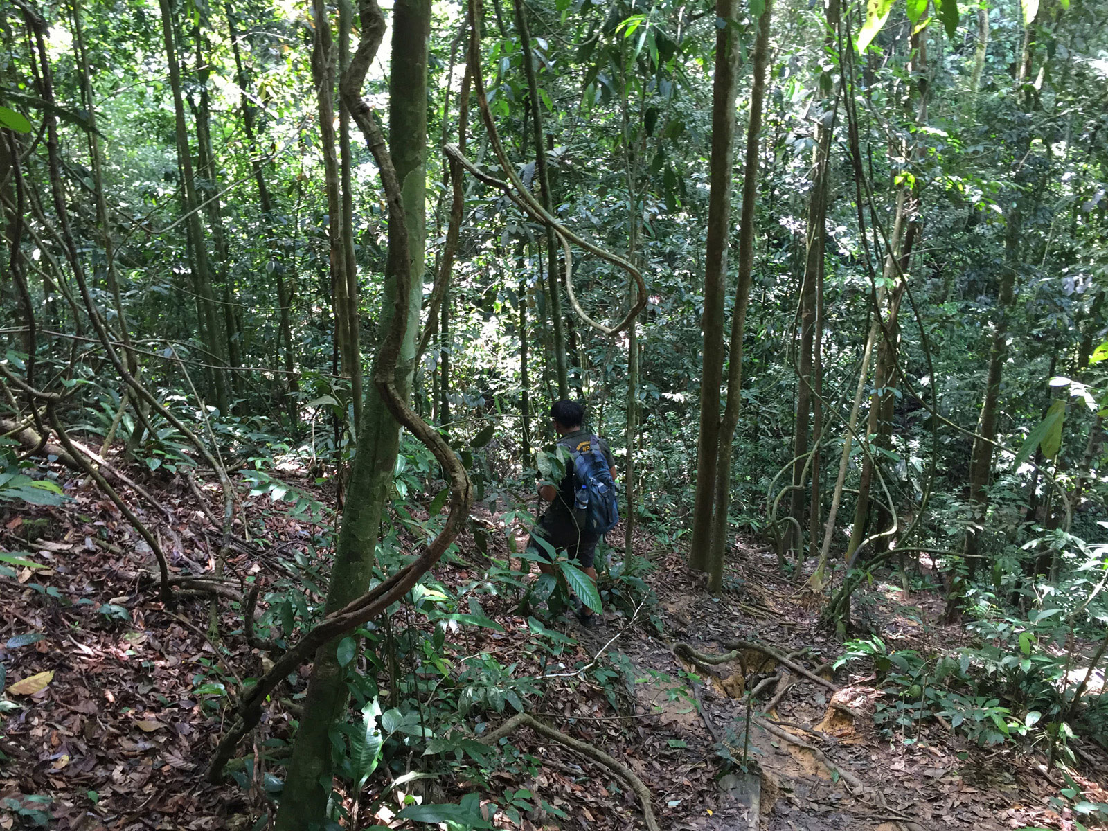 Jungle trekking Bukit Lawang Sumatra