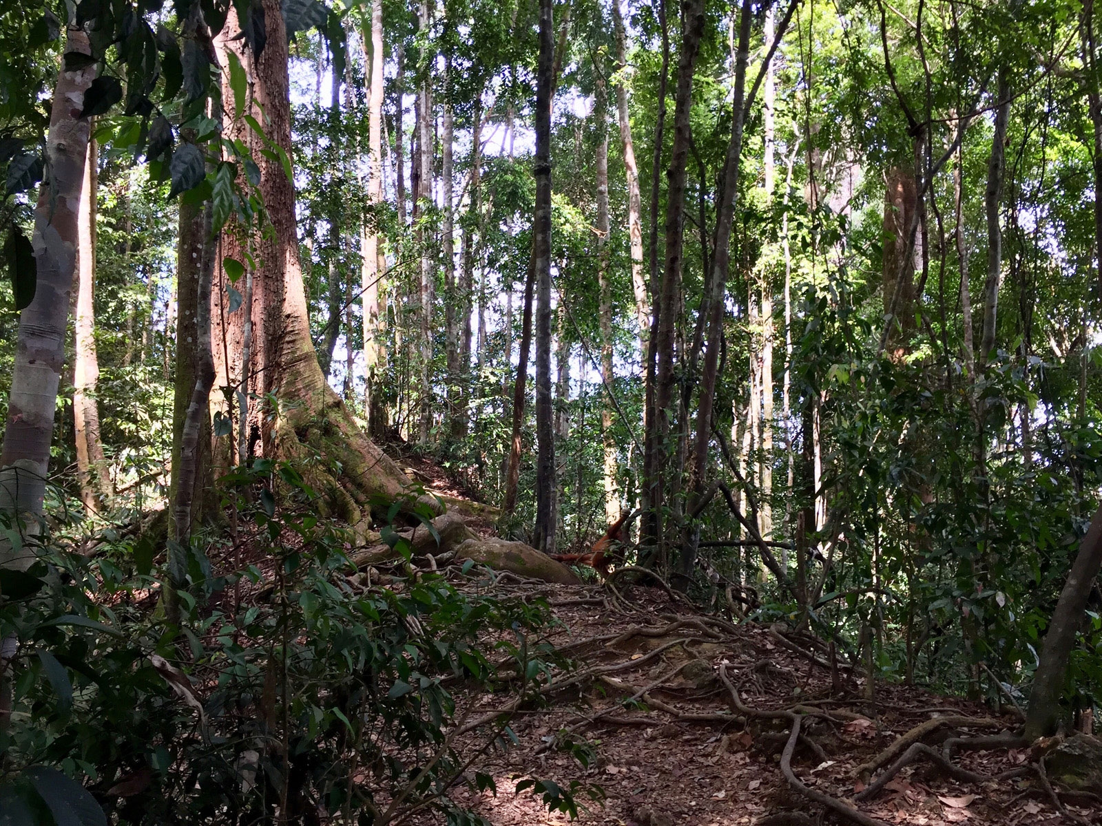 Aktivitäten in Bukit Lawang