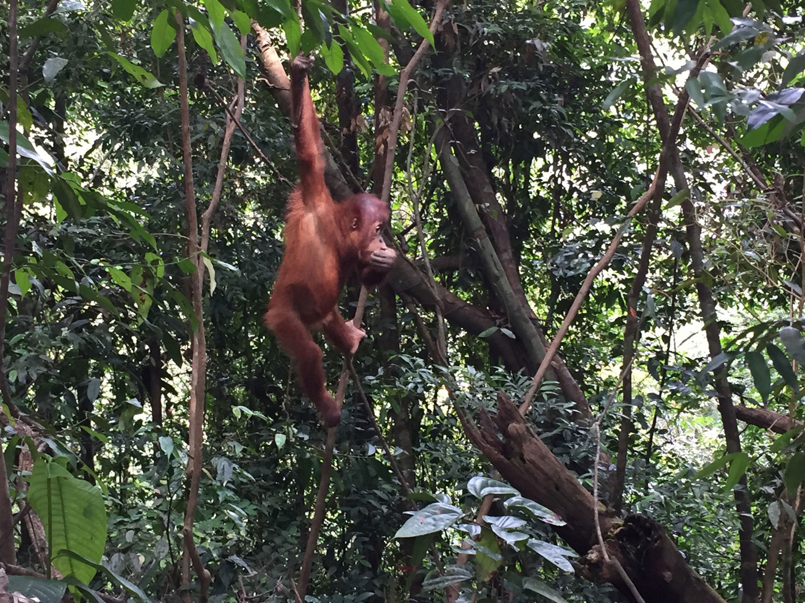 Jungle trekking Bukit Lawang Sumatra