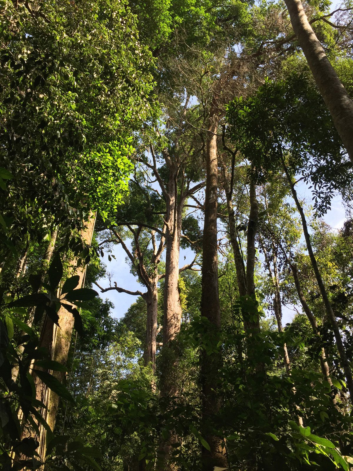 Packlist For Jungle Trekking In Sumatra Discover Sumatra