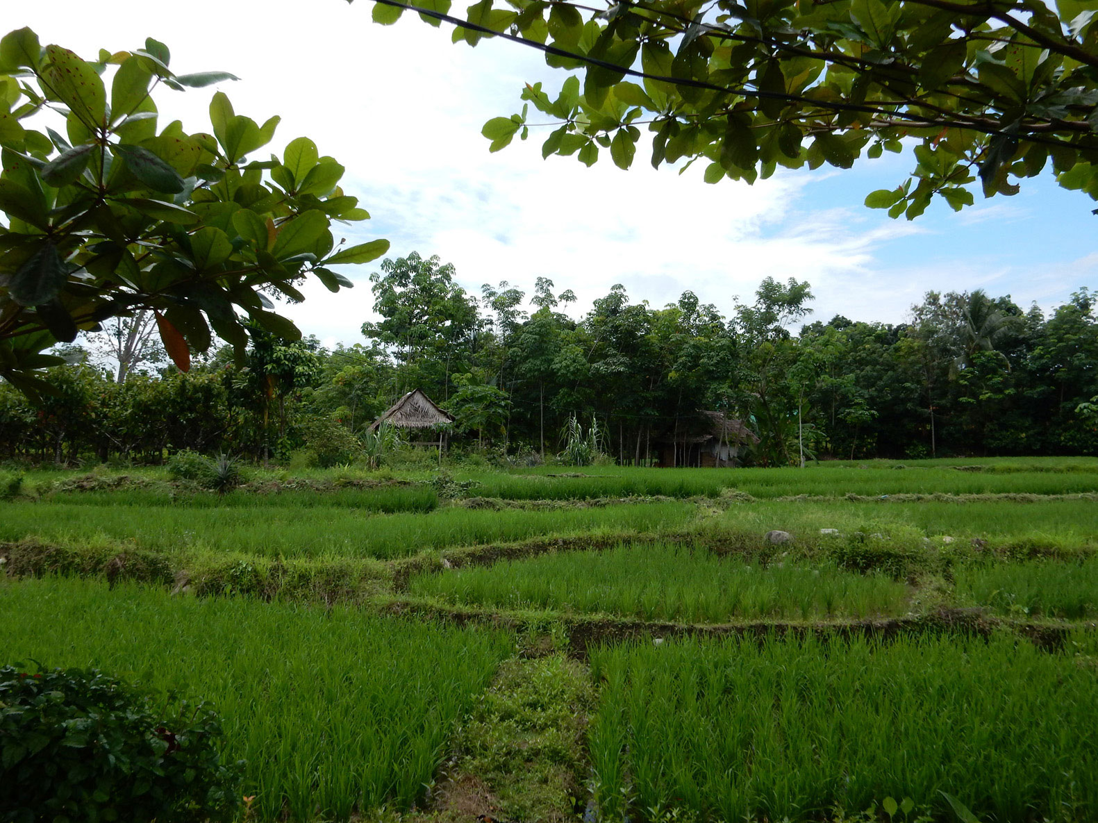 Top 10 activities in Bukit Lawang