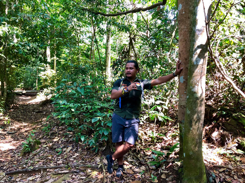 Jungle trekking Bukit Lawang Sumatra