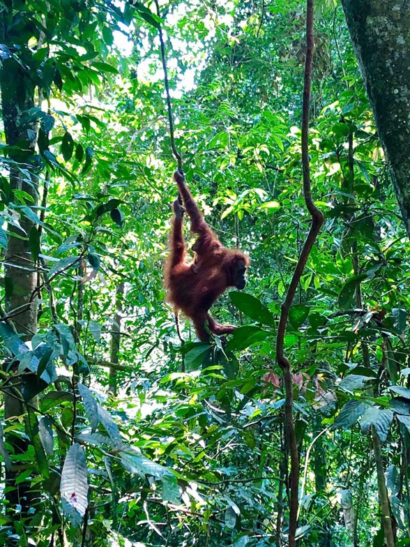 Discover_Sumatra_13