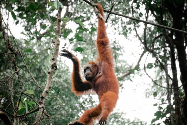 Orang-Utans im Regenwald während Sumatra Rundreise mit Kindern