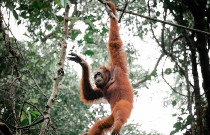 Orang-Utans im Regenwald während Sumatra Rundreise mit Kindern