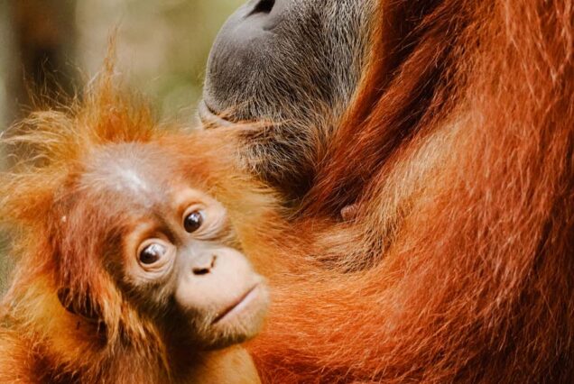 Große Sumatra Rundreise – Vulkane, Dschungel & Inselparadies in 3 Wochen