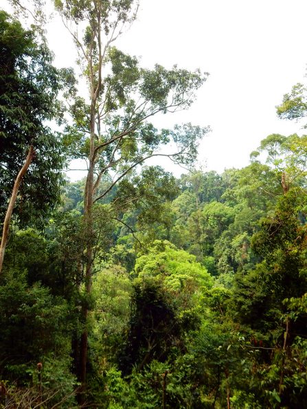jungle_trekking_bukit_lawang_sumatra_2