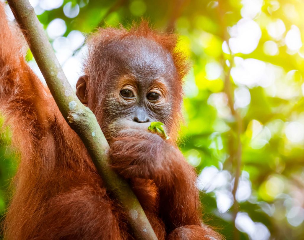 Animals in wild. Orangutan cute baby in tropical rainforest relaxing on trees and looks around against green jungles and shining sun on background. Endangered species in nature Sumatra, Indonesia